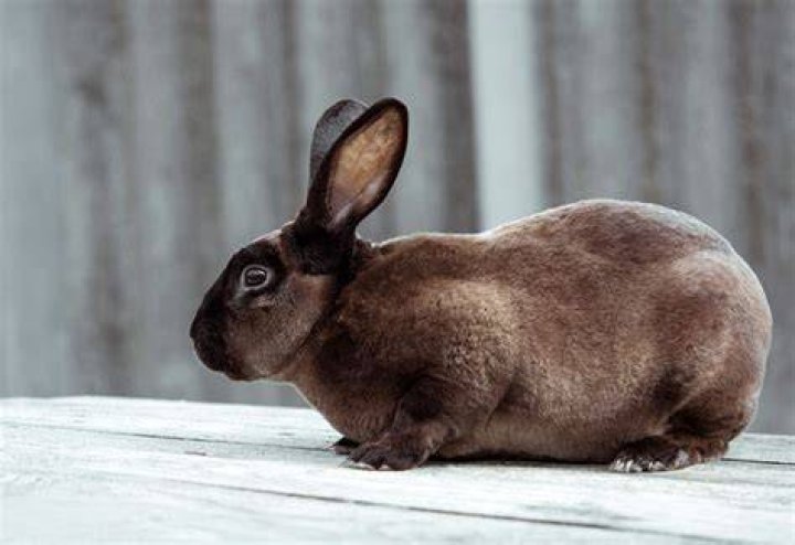 Brown castor rex rabbit on a white wooden table