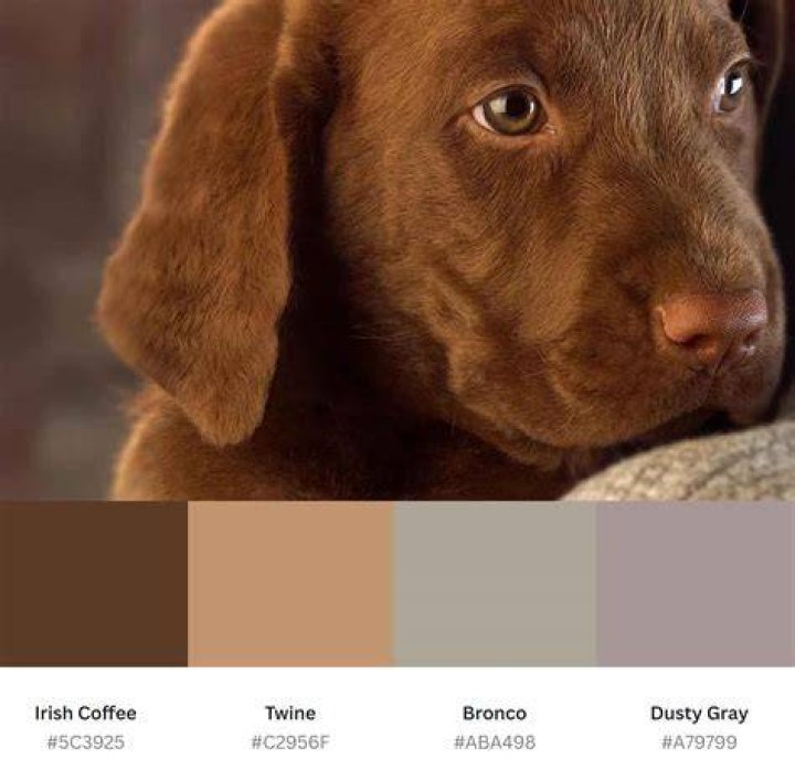 brown puppy-scratching-fleas