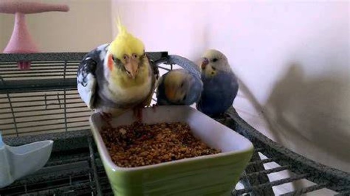 Budgie and cockatiel eating together