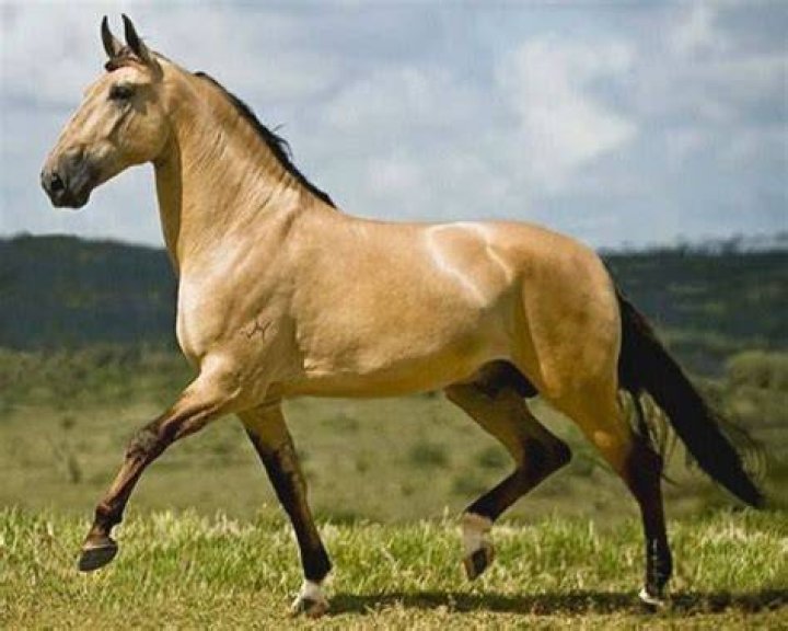 campolina stallion