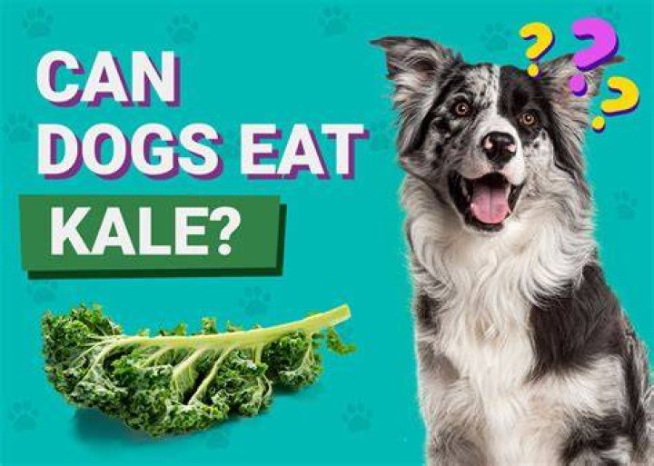 Can Dogs Eat Kale? Vet-Reviewed Facts to Know