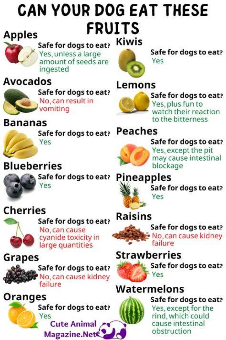 Can Dogs Eat_kale