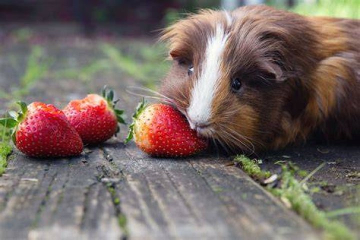 Can Guinea Pigs Eat_corn