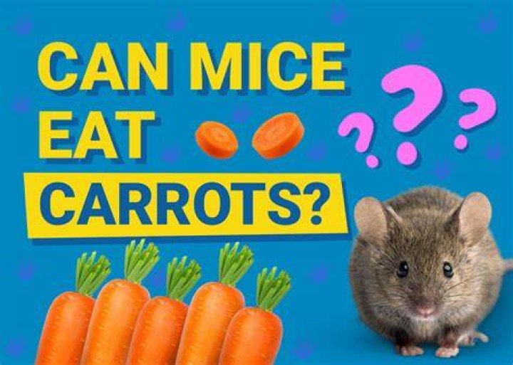 Can Mice Eat Carrots (Raw & Cooked)? What You Need to Know
