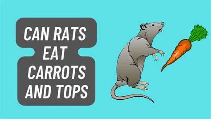 Can Mice Eat Carrots