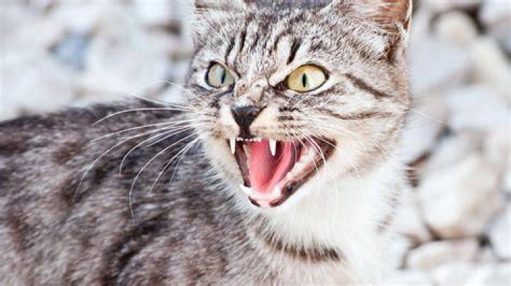cat hissing