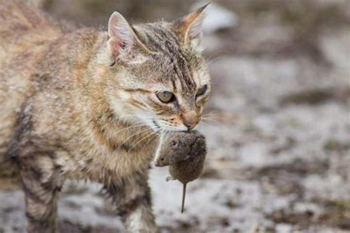 cat hunting