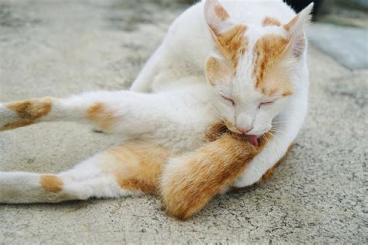 Cat Licking