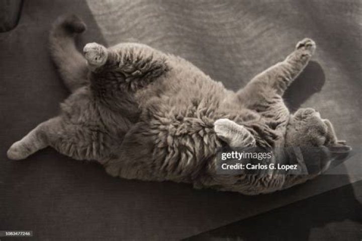 cat lying on couch near pheromone diffuser
