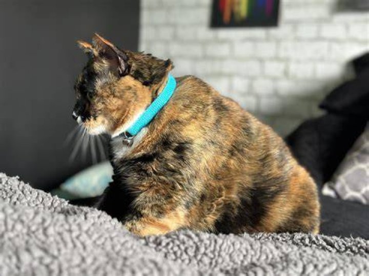 Cat with hepper collar in girl's arms_Magenta