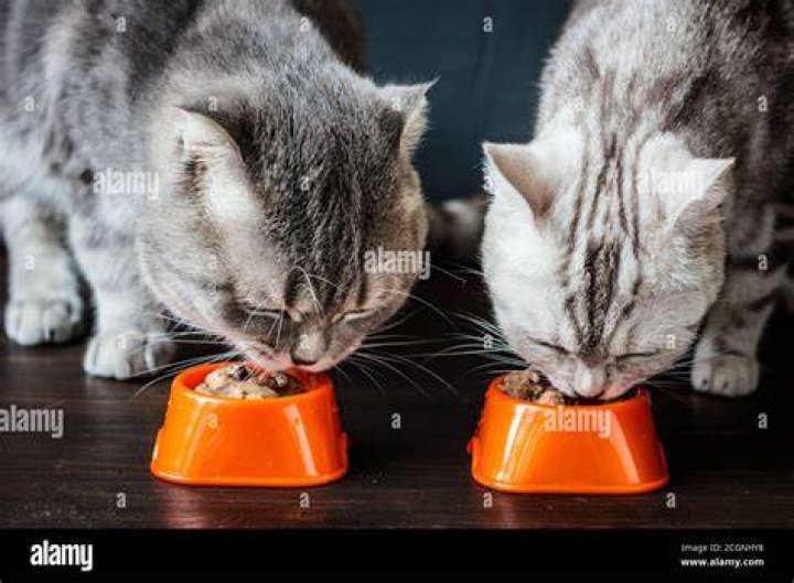 cats eating from orange bowls