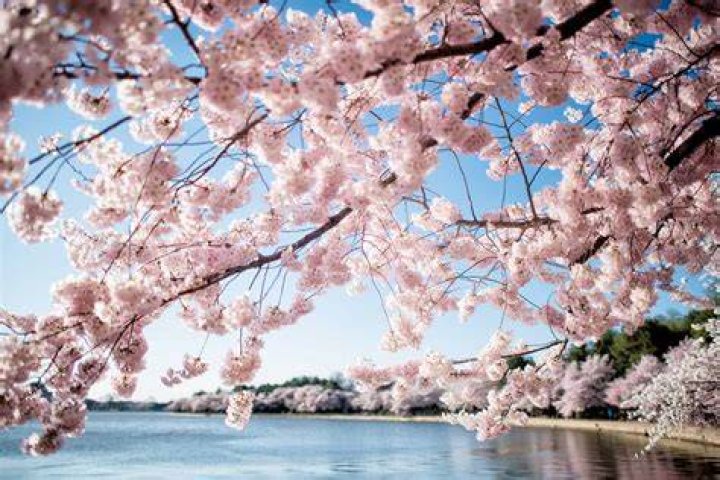 Cherry blossoms blooming