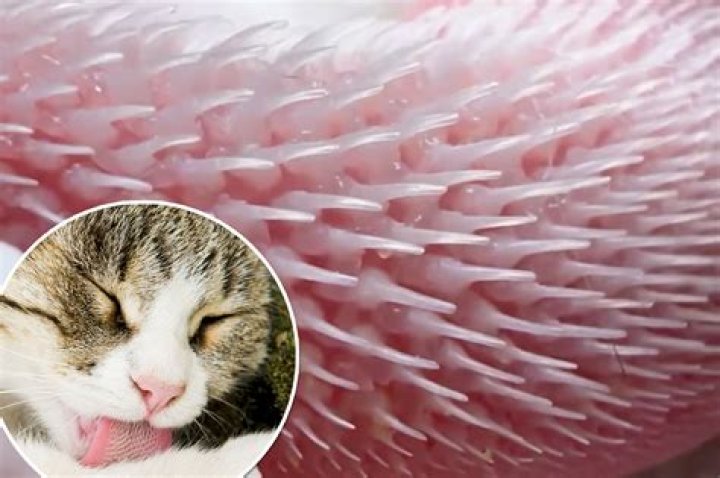 close up cat with pink eye