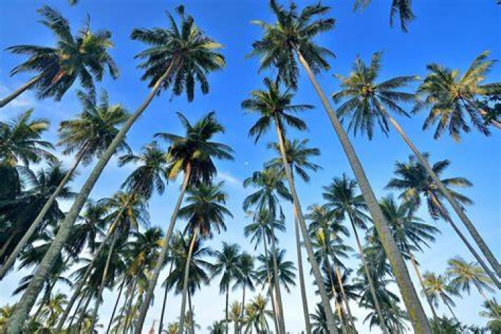 coconut palm trees by the sea