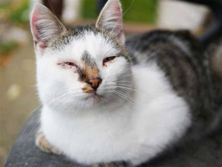 Conjunctivitis in Cats (Pink Eye): Vet Reviewed Causes, Sings & Treatment