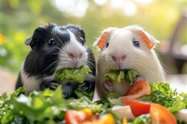 Coronet guinea pig eating salad greens