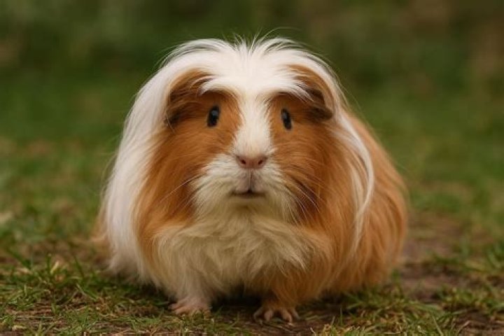 Coronet guinea pig on the floor