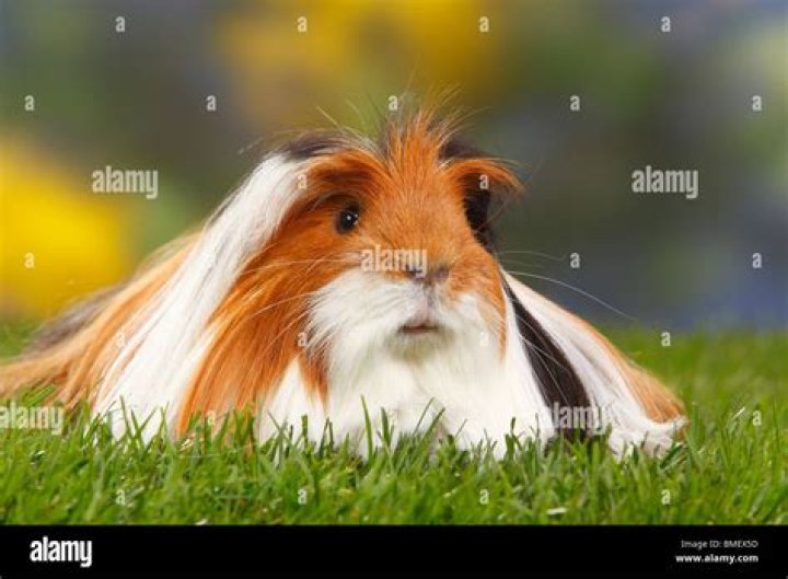 Coronet guinea pig on white background