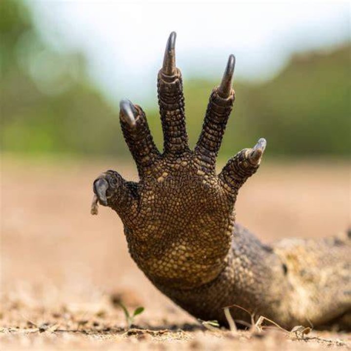 divider- reptile paw