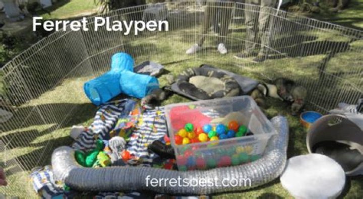 DIY Ferret Playpen and Playground