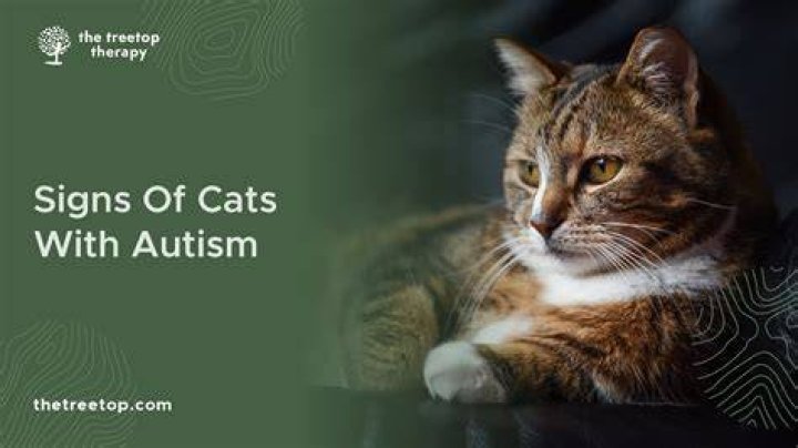 Do Cats Get Autism? Vet-Reviewed Health Info
