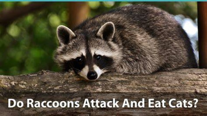 Do Raccoons Attack and Eat Dogs? Facts & FAQ