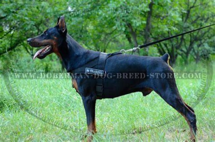 doberman in a harness