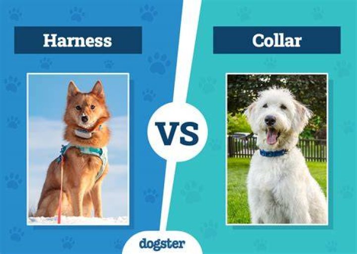 Dog Harness vs Collar: Which Is Better? (Pros & Cons)