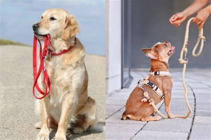 Dog harness vs dog collar - ft