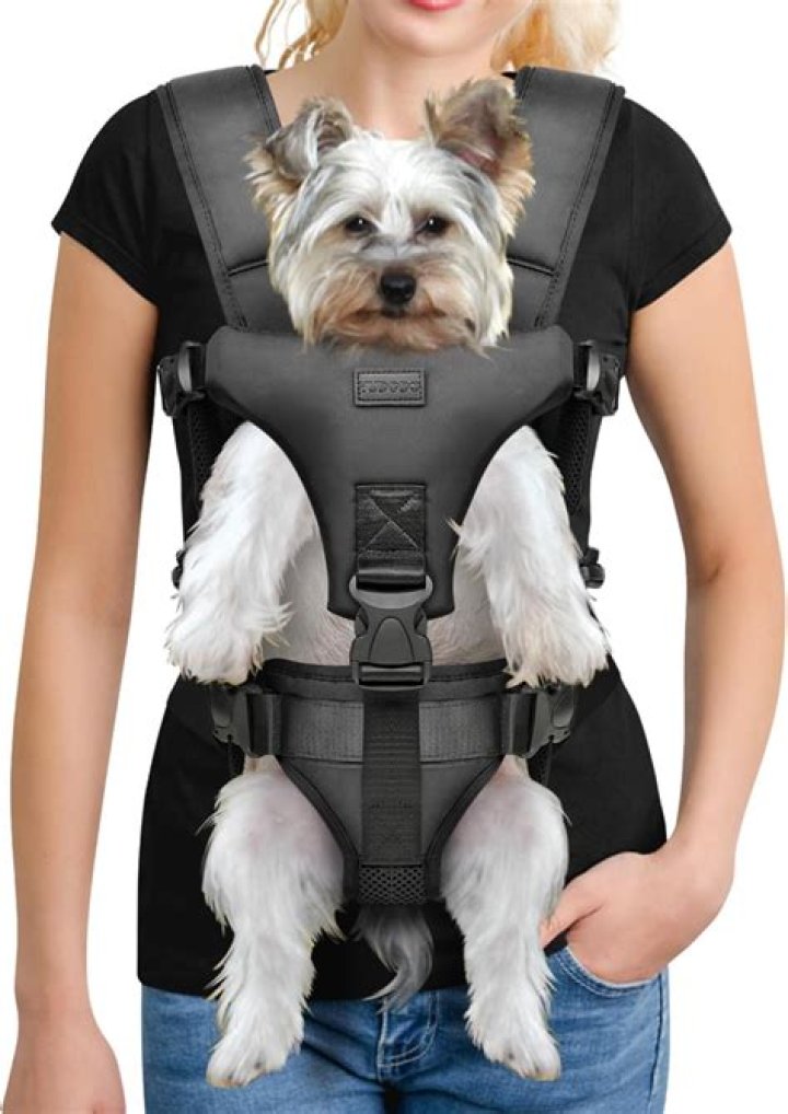 dog in a carrier