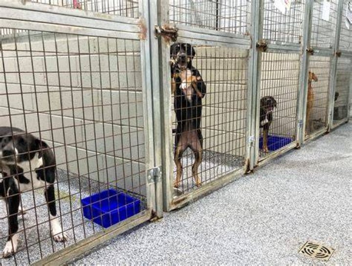 dog in shelter