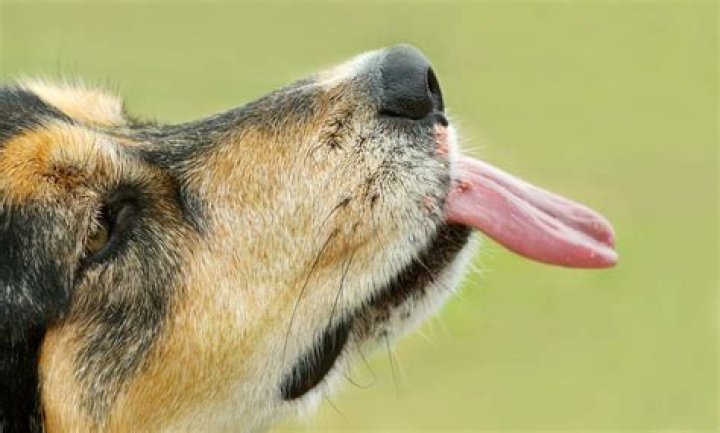 dog licking air