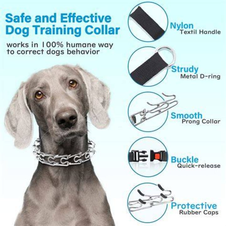 dog with collar