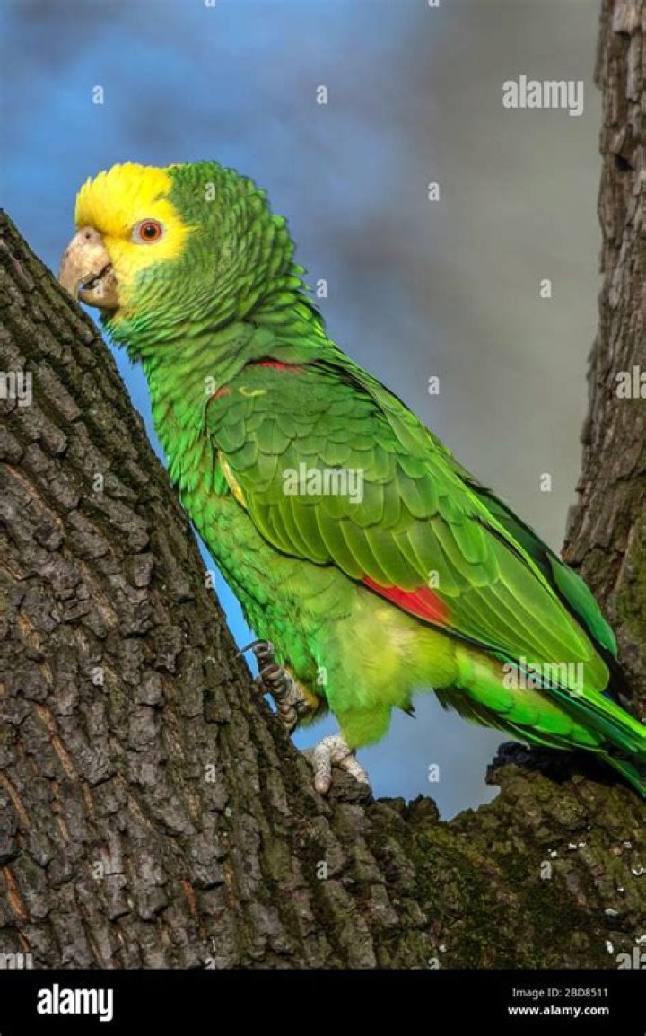 Double Yellow-Headed Amazon Parrot