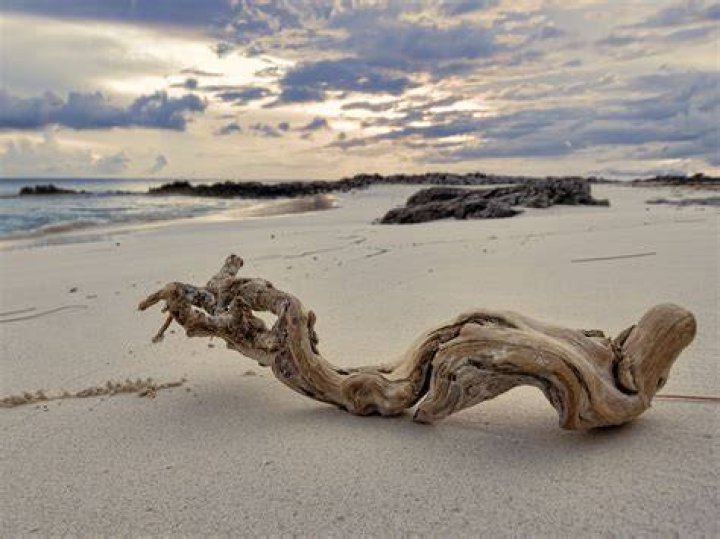 Driftwood