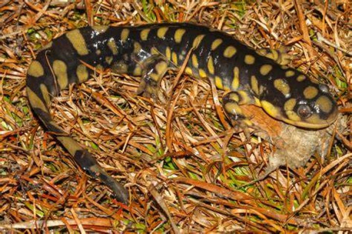 Eastern Tiger Salamander side view_Milan Zygmunt_Shutterstock
