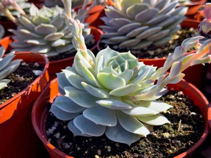 echeveria lola plant