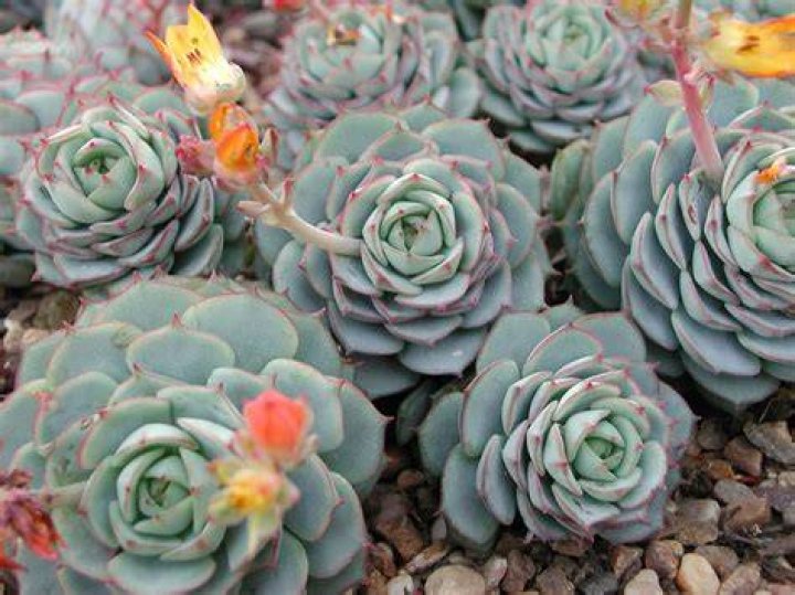 Echeveria succulent plant