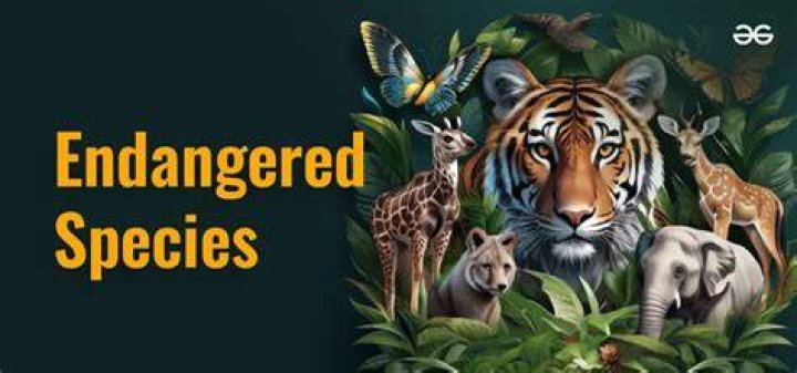 Endangered species Endangered species