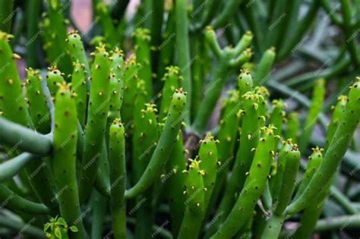 Euphorbia tirucalli in the park
