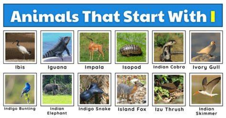 Exotic animals that start with x Exotic animals that start with x
