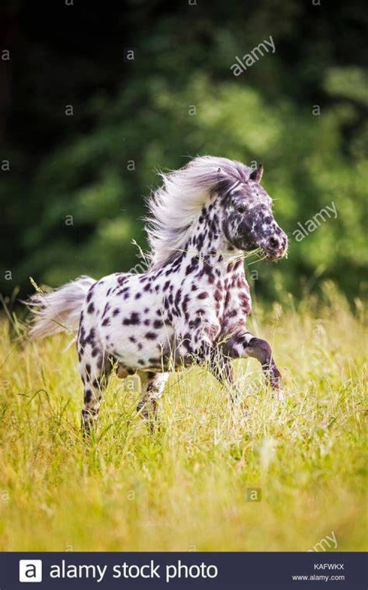 Falabella pony galloping