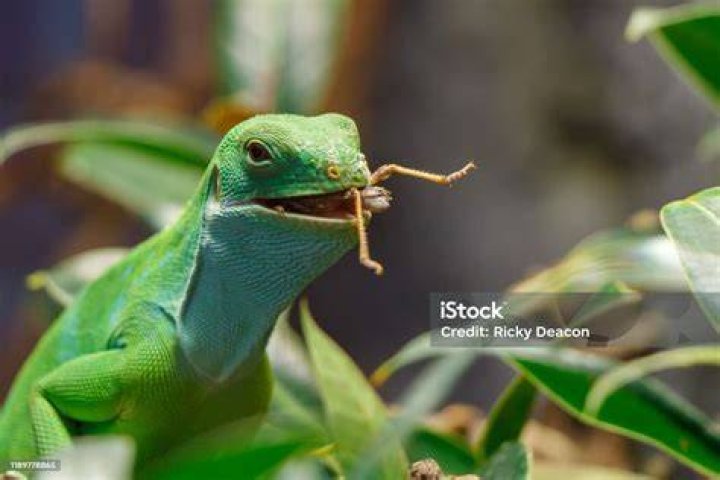 Fiji Banded Iguana eating a cricket