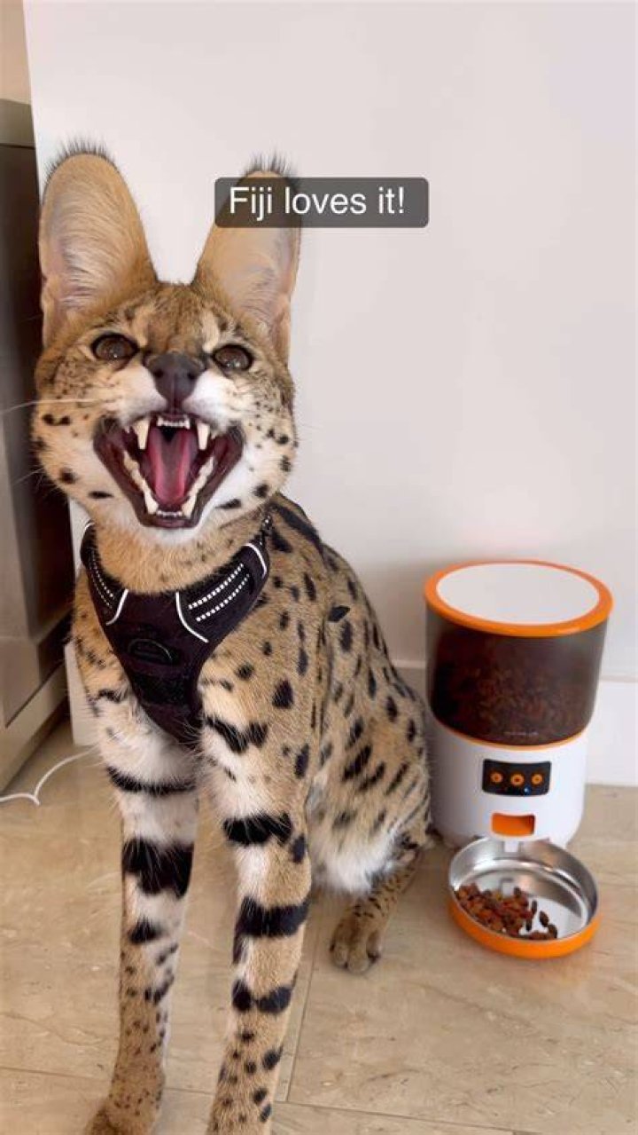 Fiji the cat