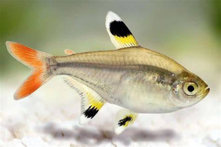 Fish starts with x Fish starts with x