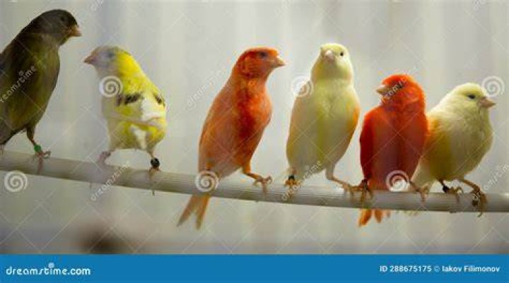 Four canary birds (Serinus canaria) sitting in a branch