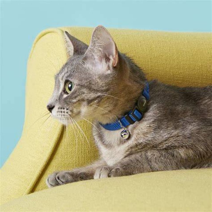 Frisco Nylon Breakaway Cat Collar With Bell