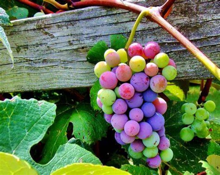 fruit_of_the_garden