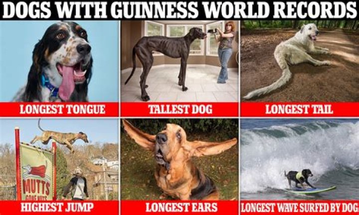 funniest guinness world records funniest guinness world records