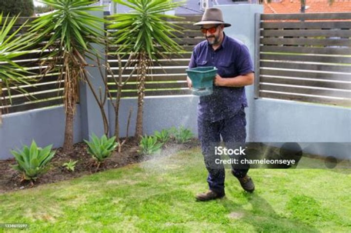 Gardener spreading fertiliser in lawn